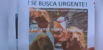 Joven mesera renuncia a su trabajo para buscar a su perrita perdida en SJM: “Se ha ido una parte de mi vida” Joven mesera renuncia a su trabajo para buscar a su perrita perdida en SJM: “Se ha ido una parte de mi vida”