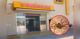 Mujer fallece tras mordedura de araña en su casa en Arequipa: es el primer caso reportado en 2024 Mujer fallece tras mordedura de araña en su casa en Arequipa: es el primer caso reportado en 2024