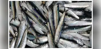 Gremio de pesca industrial busca eliminar talla mínima de la anchoveta Gremio de pesca industrial busca eliminar talla mínima de la anchoveta