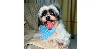 ¡Busquemos a Fito! Piden apoyo para encontrar a perrito desaparecido en San Juan de Lurigancho ¡Busquemos a Fito! Piden apoyo para encontrar a perrito desaparecido en San Juan de Lurigancho