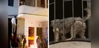 Rescatista de perritos muere y animalitos llevan varios días solos dentro de su casa: vecinos piden ayuda