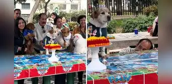 Peruano celebra a lo grande el cumpleaños de su perro con amigos del parque en Lima
