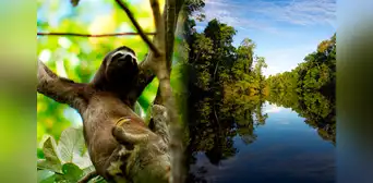 Liberan a osos perezosos víctimas de tenencia ilegal en Iquitos: eran usados como atractivo turístico Liberan a osos perezosos víctimas de tenencia ilegal en Iquitos: eran usados como atractivo turístico