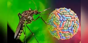 Este es el nuevo virus que amenaza Sudamérica debido al cambio climático: no es la viruela del mono Este es el nuevo virus que amenaza Sudamérica debido al cambio climático: no es la viruela del mono