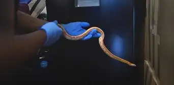 Hallan serpiente nativa de EE. UU. en departamento de Miraflores: habría sido mascota de un residente Hallan serpiente nativa de EE. UU. en departamento de Miraflores: habría sido mascota de un residente