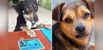 Firulais: el sorprendente significado y por qué muchos perros son llamados así Firulais: el sorprendente significado y por qué muchos perros son llamados así
