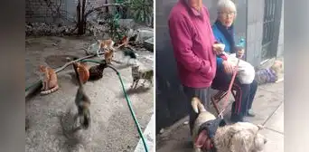 Desalojan a adulta mayor rescatista de más de 40 gatitos de su vivienda en San Juan de Lurigancho