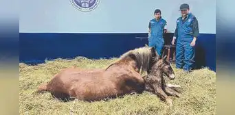 Logran clon del caballo de paso y solo es el inicio Logran clon del caballo de paso y solo es el inicio