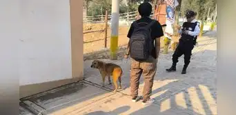 Denuncian tortura de perros en universidad de Huánuco: estudiantes de Veterinaria los utilizan para prácticas