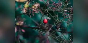 El fruto desconocido que reemplazaría al azúcar: produce colágeno, tiene hierro y es un "poderoso antioxidante" El fruto desconocido que reemplazaría al azúcar: produce colágeno, tiene hierro y es un "poderoso antioxidante"