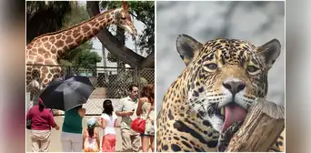 Entradas GRATIS al Parque de las Leyendas por Santa Rosa de Lima este feriado 30 de agosto