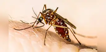 Científicos en Sudamérica revelan que mosquito del dengue es resistente a insecticidas tras mutación genética Científicos en Sudamérica revelan que mosquito del dengue es resistente a insecticidas tras mutación genética