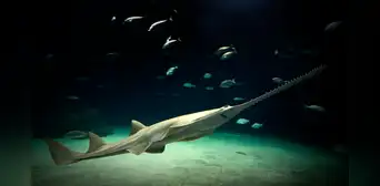 El EXTRAÑO pez que se creía extinto por 16 años, reaparece en Florida: guarda un vínculo con los tiburones El EXTRAÑO pez que se creía extinto por 16 años, reaparece en Florida: guarda un vínculo con los tiburones