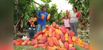 Futuro agridulce para las cooperativas cacaoteras, por Angie Higuchi Futuro agridulce para las cooperativas cacaoteras, por Angie Higuchi