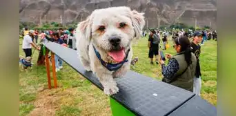 Perrotón 2024 en el Parque de la Exposición: conoce los servicios GRATUITOS para mascotas este 1 de septiembre