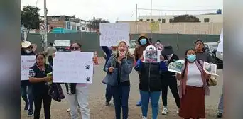 Animalistas de Tacna en peligro: denuncian amenazas luego de acusar a criadero ilegal Animalistas de Tacna en peligro: denuncian amenazas luego de acusar a criadero ilegal