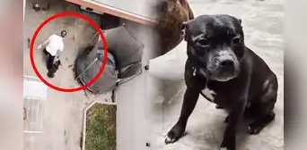 Maltrato animal en Surco: sujeto es grabado por vecinos agrediendo y golpeado a sus perros Maltrato animal en Surco: sujeto es grabado por vecinos agrediendo y golpeado a sus perros