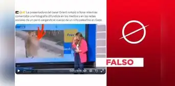 Presentadora de Orient no llora ante foto de perro con niño palestino: es un montaje Presentadora de Orient no llora ante foto de perro con niño palestino: es un montaje