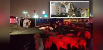 Tránsito restringido en Panamericana Sur tras choque de tráiler de cerdos con camión cisterna que dejó 2 heridos Tránsito restringido en Panamericana Sur tras choque de tráiler de cerdos con camión cisterna que dejó 2 heridos