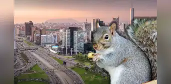 Distritos de Lima se llenan de ardillas: esta es la razón por la que no te les debes acercar ni alimentarlas