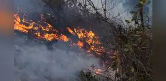 Incendios arrasan miles de hectáreas de bosques y cultivos Incendios arrasan miles de hectáreas de bosques y cultivos