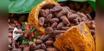 Día del Chocolate: factores que elevan el precio del cacao, ¿a cuánto? Día del Chocolate: factores que elevan el precio del cacao, ¿a cuánto?