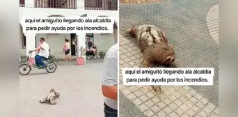Perezoso camina hacia municipio de Bolivia y conmueve en redes: “Pide ayuda por incendios forestales” Perezoso camina hacia municipio de Bolivia y conmueve en redes: “Pide ayuda por incendios forestales”