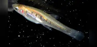 El pequeño pez de Sudamérica que detecta la contaminación por hidrocarburos en el agua, según científicos El pequeño pez de Sudamérica que detecta la contaminación por hidrocarburos en el agua, según científicos