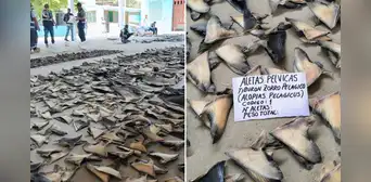 Sunat incauta 1,29 toneladas de aletas de tiburón en Tumbes a una empresa sin documentos
