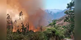 Bosques de Perú dañados por incendios forestales tardarían en restaurarse hasta 100 años Bosques de Perú dañados por incendios forestales tardarían en restaurarse hasta 100 años