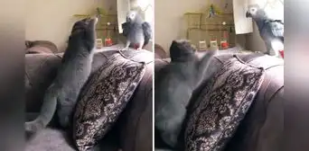 ¡Increíble astucia! Loro imita la voz de su dueño para engañar a un gato y logra salvarse de ataque