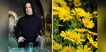 Así puedes hacer un ramo de flores amarillas de papel para obsequiar este 21 de septiembre Así puedes hacer un ramo de flores amarillas de papel para obsequiar este 21 de septiembre