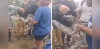El emotivo rescate de un oso perezoso con quemaduras en un incendio forestal en San Martín El emotivo rescate de un oso perezoso con quemaduras en un incendio forestal en San Martín