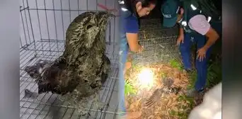 Pequeña ave sobrevive a los incendios forestales en Cajamarca: primeras imágenes del rescate de Serfor