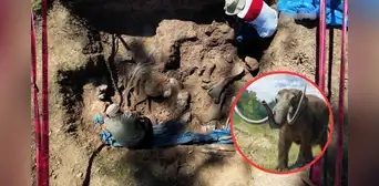 Increíble hallazgo en Perú: descubren restos de un mastodonte de 11.000 años del tamaño de un elefante Increíble hallazgo en Perú: descubren restos de un mastodonte de 11.000 años del tamaño de un elefante
