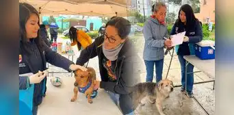 Campaña veterinaria GRATUITA hasta el 20 de septiembre en estos distritos: conoce horario y especialidades Campaña veterinaria GRATUITA hasta el 20 de septiembre en estos distritos: conoce horario y especialidades