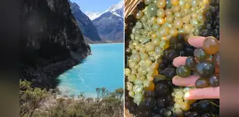 'Caviar de los incas': ¿de qué está hecho el superalimento que previene el cáncer y promueve la salud muscular? 'Caviar de los incas': ¿de qué está hecho el superalimento que previene el cáncer y promueve la salud muscular?