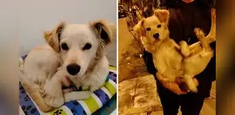 Vecina de Ate rescata a perrita de 7 meses y ahora busca darle un hogar: "No tuve corazón para dejarla" Vecina de Ate rescata a perrita de 7 meses y ahora busca darle un hogar: "No tuve corazón para dejarla"