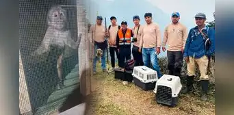 Realizan campaña a favor de animales afectados por incendios forestales: conoce cómo ayudar desde Lima Realizan campaña a favor de animales afectados por incendios forestales: conoce cómo ayudar desde Lima