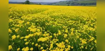 Mensajes, frases y dedicatorias para regalar flores amarillas el 21 de septiembre: las mejores ideas y poemas