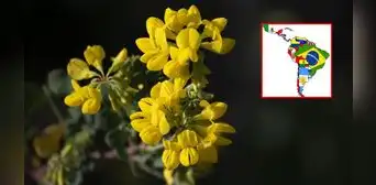 Día de las Flores amarillas: por qué se celebra el 21 de septiembre en Perú, Argentina y más países de Latinoamérica