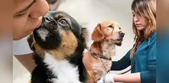 Campaña veterinaria gratuita en Lima y provincias: distritos y servicios el 21 y 22 de septiembre Campaña veterinaria gratuita en Lima y provincias: distritos y servicios el 21 y 22 de septiembre