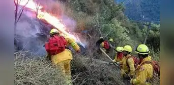 Incendios forestales continúan: ¿qué hacer si encuentras un animal silvestre tras siniestros? Esto dice SERFOR Incendios forestales continúan: ¿qué hacer si encuentras un animal silvestre tras siniestros? Esto dice SERFOR