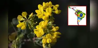 Día de las Flores amarillas 2024: ¿por qué se celebra este 21 de septiembre en toda Latinoamérica?