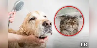 ¿Por qué el baño de tu mascota debe hacerlo un especialista?: esto dijo un dermatólogo ¿Por qué el baño de tu mascota debe hacerlo un especialista?: esto dijo un dermatólogo