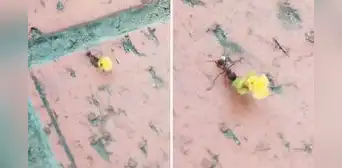 Captan a hormiguita llevando una flor amarilla a su ‘pareja’ y en redes bromean: “A mí ni una manzanilla”