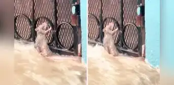Desesperada rata se sujeta de una reja para no ser arrastrada por el desborde del río y conmueve en redes