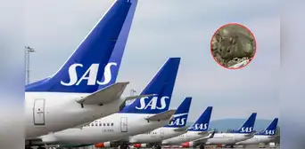 Vuelo a Málaga aterriza de emergencia por presencia de un ratón en la comida de una pasajera