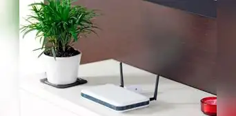¿Por qué no debes colocar una planta cerca al router? Tienes que separarlos ahora mismo