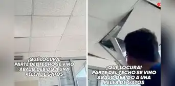 Gatos pelean en el techo de una oficina y sorprenden a trabajadores al caer sobre sus escritorios